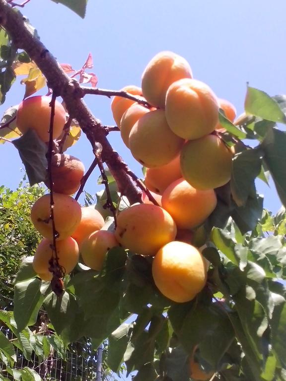 Pension Panos Agios Dimitrios  Bagian luar foto